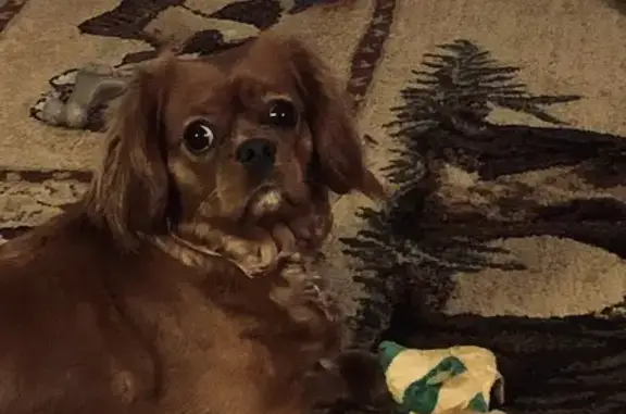 Missing Cavalier Spaniel: Jenny, 3 Yrs, 17lb