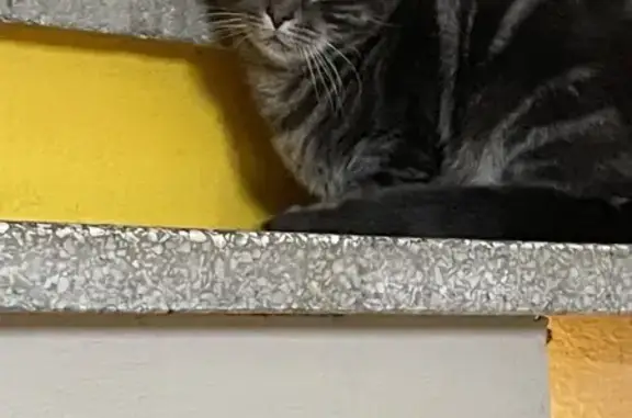 Animaux trouvés Nogent-sur-Seine, photo: Chat gris/noir peureux trouvé à Nogent