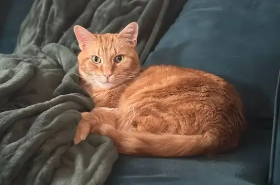 Lost Orange Tabby: 14 lbs, Douglas Area