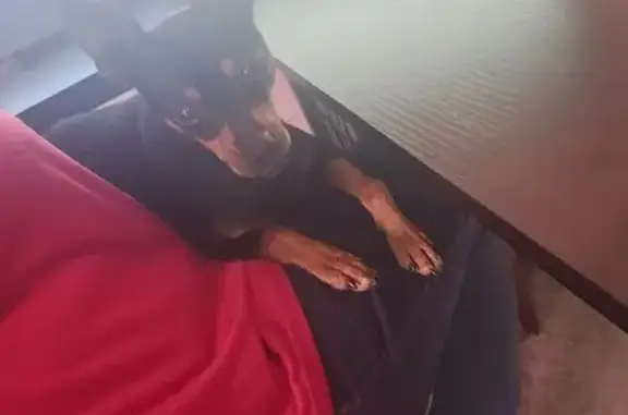 Chien trouvé Saint-Junien, photo: Pinscher femelle trouvée à Saint-Junien