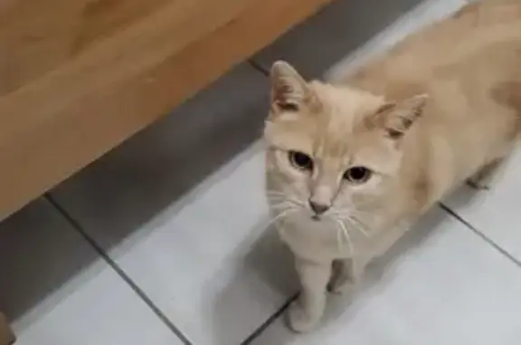 Chat perdu, Le Bourget-du-Lac, photo: Chatte tigrée perdue au Bourget-du-Lac