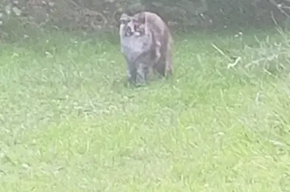 Chat trouvé à Berzy-le-Sec, rue Petitjean - photo