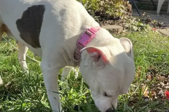 Friendly Dog Found on Meadowsglen Dr