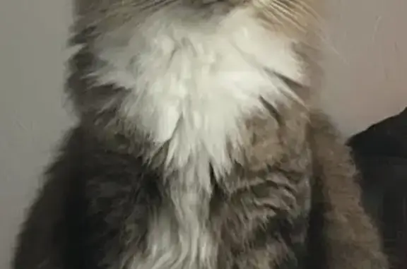 Lost Long-Haired Cat: Carbondale Area