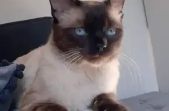 Chat beige aux extrémités foncées perdu - photo
