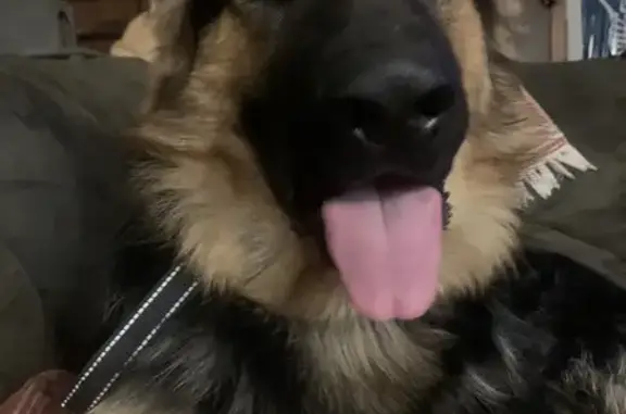 Lost German Shepherd: Stonefort Area