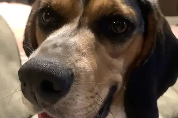 3-Legged Beagle Missing on Robinson Hill