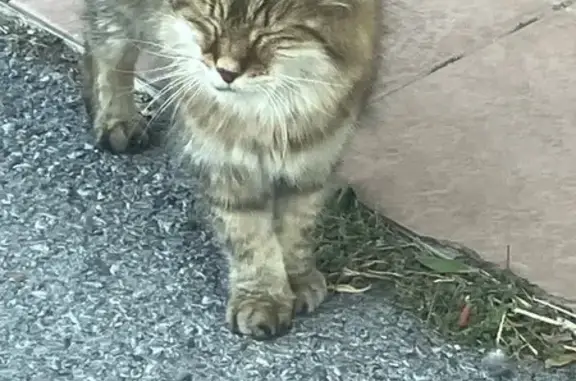 Chat perdu, Nîmes, photo: Chat perdu début octobre à Nîmes