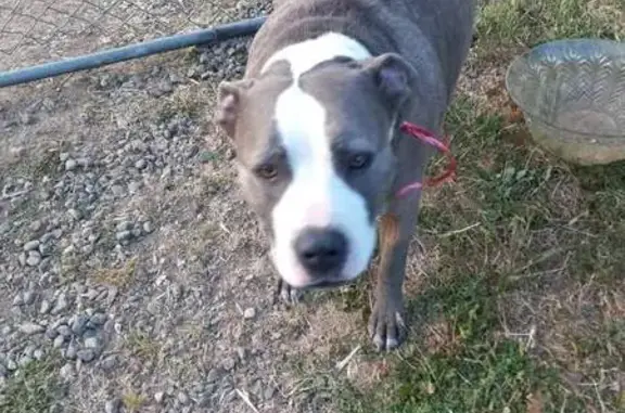 Help Find Rocky: Missing Pitbull in Clearlake