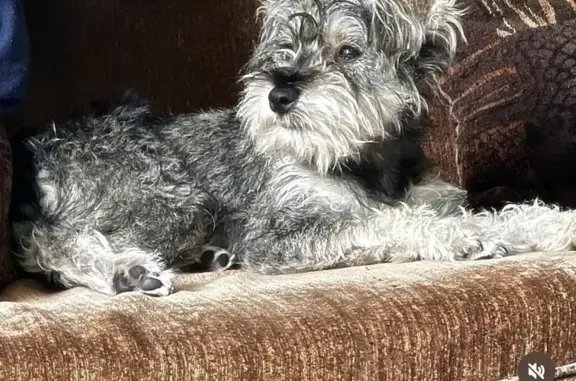 Lost Mini Schnauzer: Chance in SF