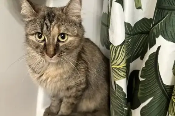 Colorful Cat Rescued from Pipe in MN