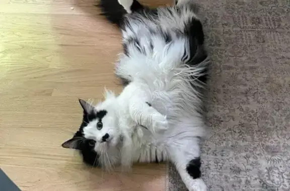 Missing cat , photo: Lost Fluffy Cat: Help Find Sweet Boy!