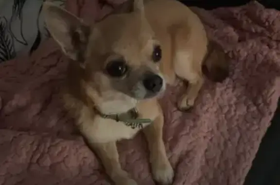 Chihuahua crème trouvée à Estissac - photo