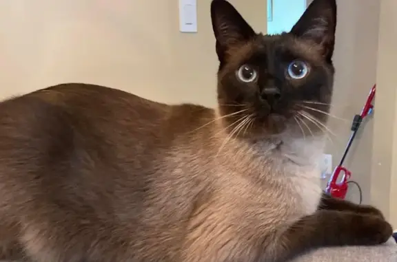 Lost Siamese-Lookalike Cat in Bristow