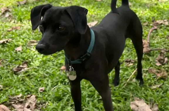 Lost Small Black Dog in Media Area