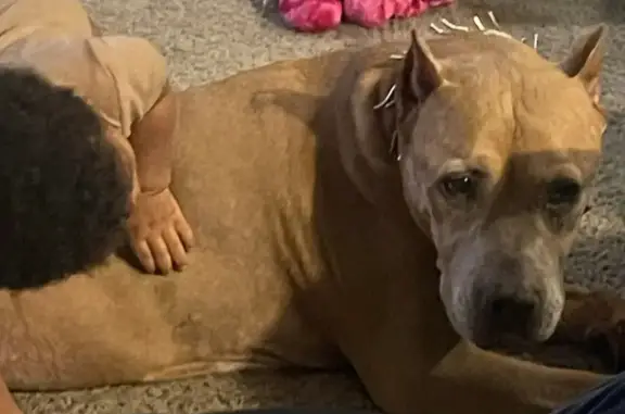 Help Find Roxy: Missing Elderly Dog