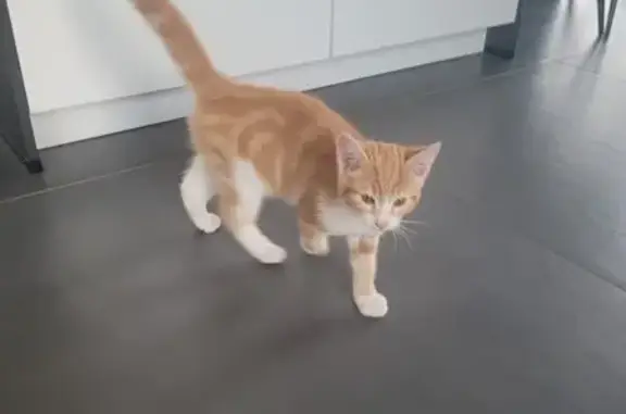 Jeune chat blanc et roux trouvé à Fillinges - photo