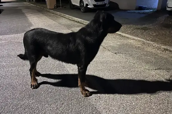 Beauceron mâle trouvé à Lozanne - photo