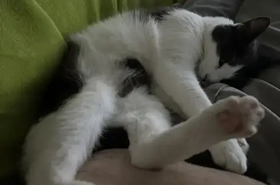 Chatte grise et blanche perdue à Valentigney - photo