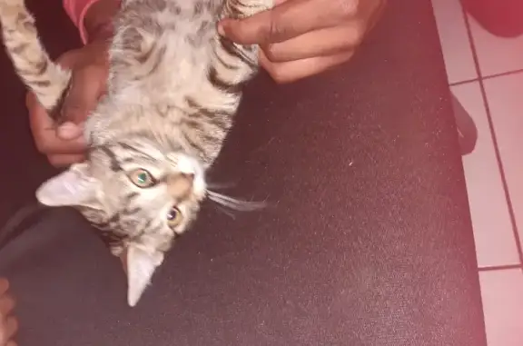 Chat trouvé Chauray, photo: Chaton gris tigré trouvé à Chauray