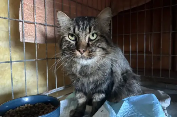 Chat Maine Coon trouvé Route de Moirax - photo