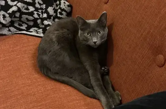 Lost Russian Blue Cat on Maple Ave