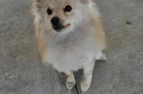 Found Pomeranian: Lion Cut on E 11th St