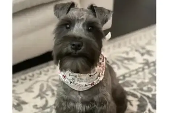 Lost: Black Mini Schnauzer in Houston