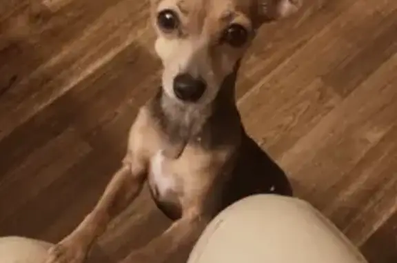 Lost Grey/Brown Chihuahua on E 89th Ave