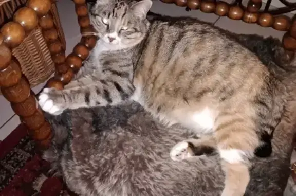 Chatte disparue à Menthon-Saint-Bernard - photo