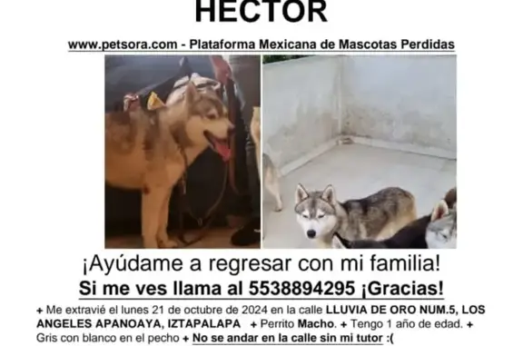 Perro Perdido: Héctor, Blanco y Gris, CDMX