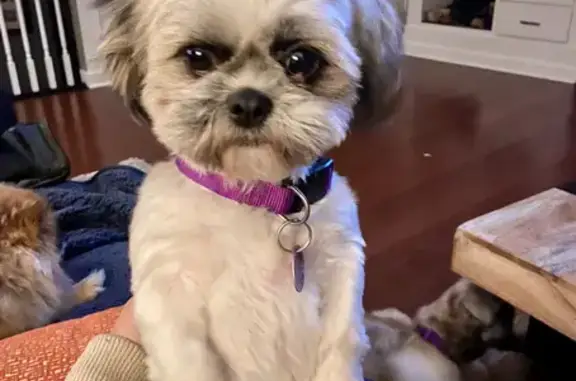 Lost Shih Tzu Mix: Loving & Friendly