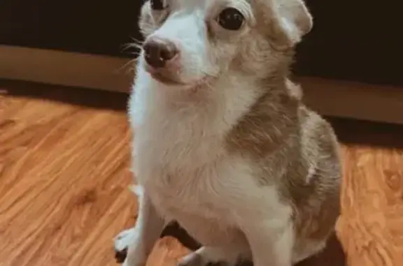 He is a Chihuahua mix, male , brown back fur  & white belly fur.