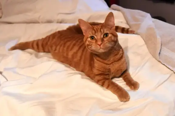 Lost Orange Tabby in Reynoldsburg - Reward!