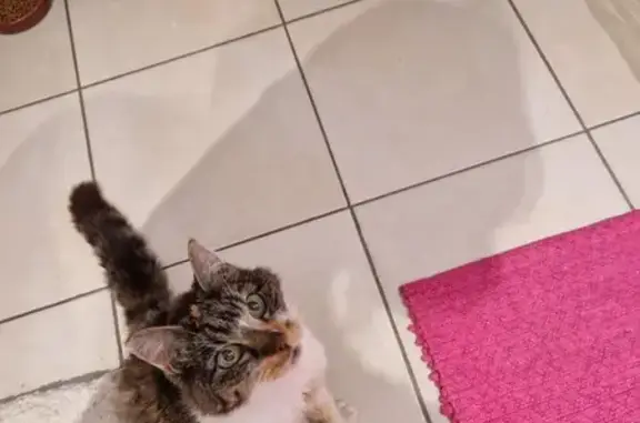 Chatte écailles de tortue trouvée à Bully - photo