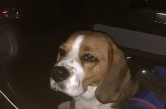 Chien trouvé Maizières-lès-Metz, photo: Beagle tricolore trouvée à Maizières