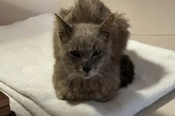 Chat gris tigré amaigri trouvé à Agonac - photo