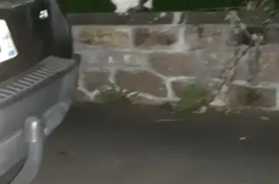 Chat trouvé Panazol, photo: Chat noir et blanc avec collier trouvé