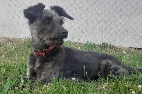 Chienne noire et grise perdue à Pajay - photo