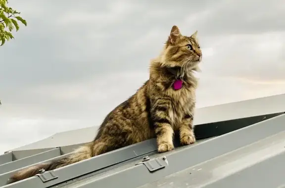 Animaux perdus , photo: Chatte grise disparue à Caumont-sur-Aure
