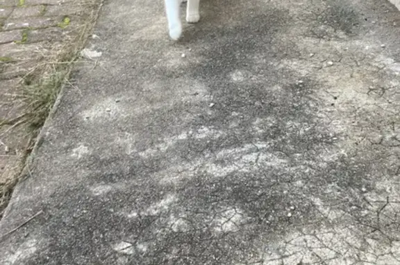 Chat trouvé, sociable et câlin à Orléans - photo