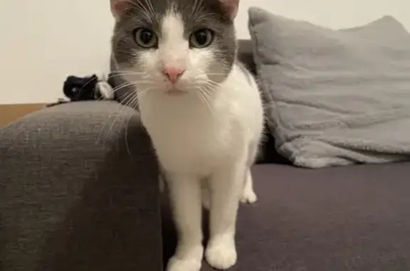 Chatte blanche et grise trouvée à Auneau - photo