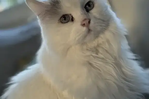 Chat perdu, Biarritz, photo: Chatte Sibérienne blanche disparue à Biarritz