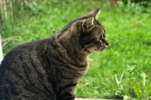 Animaux perdus Saint-Pierre-lès-Elbeuf, photo: Tika, chat européen craintif disparu