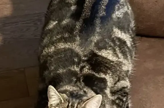 Chat perdu, Poitiers, photo: Nala, chatte tigrée disparue à Poitiers