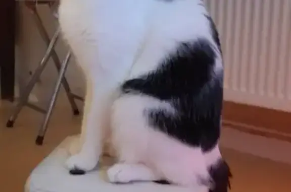 Animaux perdus Étrépagny, photo: Chat noir et blanc perdu à Étrépagny