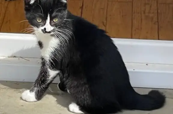 Chat perdu, Heyrieux, photo: Chatte noire et blanche perdue à Heyrieux