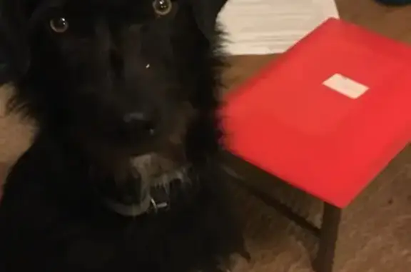 Chien perdu , photo : Chien noir croisé perdu en forêt de Boulc