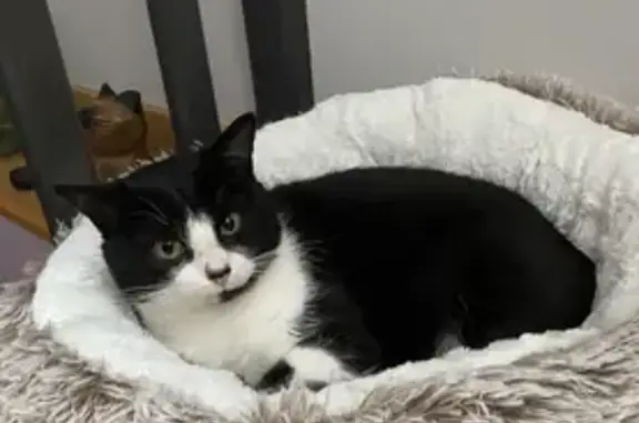 Chat mâle 2 ans disparu à Valdallière - photo