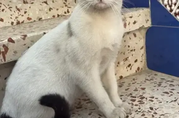 Gatito Cariñoso y Asustado en Sevilla